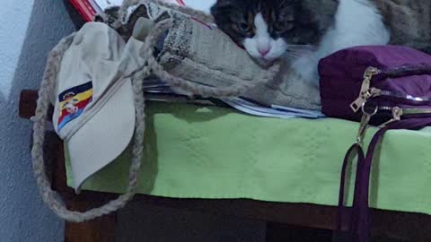 220224 Norwegian Forest Cat LOVES wool bag from Ecuador weaver