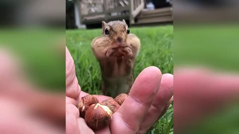 A Cute Little Squirrel Just Having the Lunch