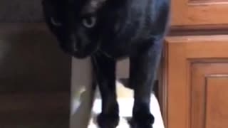 Black cat stretches out paws to owner