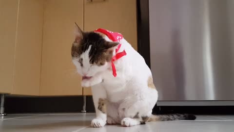 Video of Funny Cat!