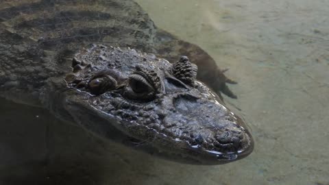 Animal Reptile Alligator In Water Pond