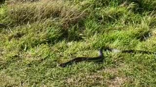 Tiger Snake Slithers Around in Tasmania