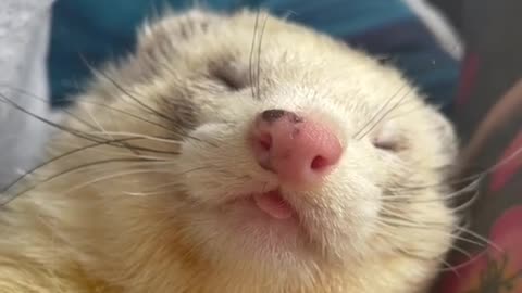 Adorable Cute Sleeping Ferret 😍 Cutest Critters