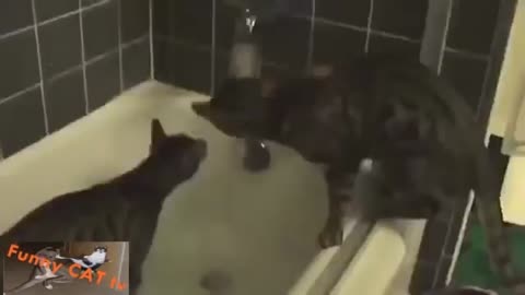 Kittens love to take baths!!