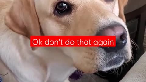 Dog Hates it When Disturbed During Sleeping | Funny Dog