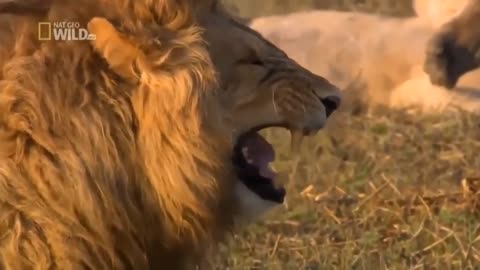 funny lion laughing video/😂😆