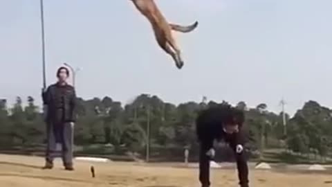 Dog jumping #shorts