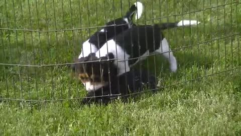 Beagles:Whiskey Creeks Lukcy and Roxy. 10 wks old. Running tame black rabbit