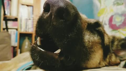 Sleepy Dog Joins In ‘Singing’ Sweet Lullaby Before Bedtime
