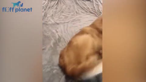 Dogs & Cats Reaction