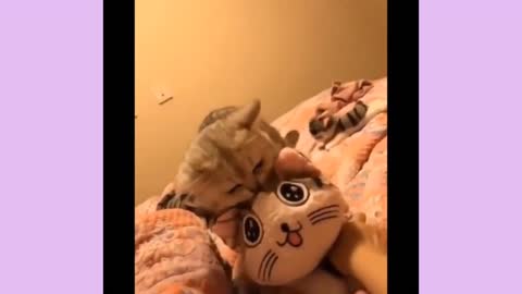 cat funny video/ funny cat video/ pets funny video#catvideo#funnyvideo#viral