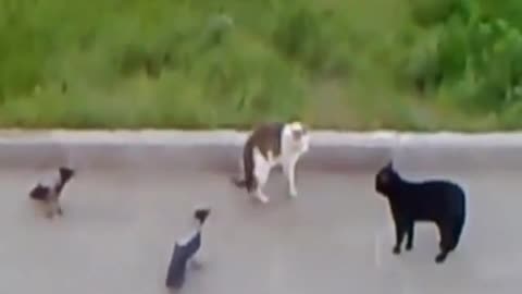 Cats fight 5