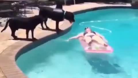 Dog jumps into the pool!