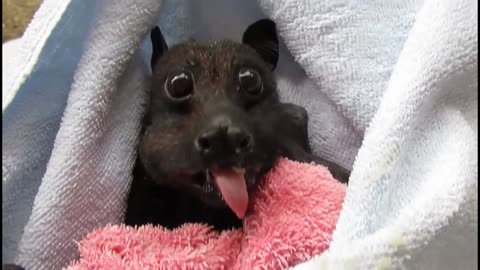 Cranky Cute Bat