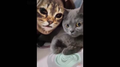 Dogs and Cats Reaction to Cat Filter - Funny Animal Reaction