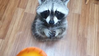 Raccoon asks for food.