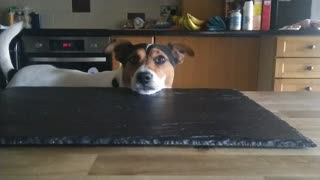 Jack Russell Terrier Wants His Breakfast!