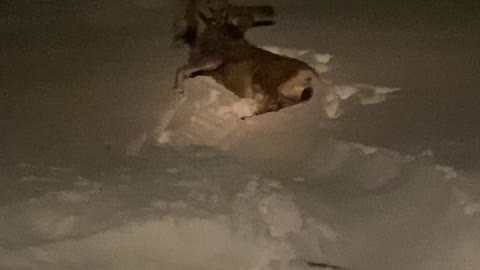 Mountain Lion Dragging Successful Deer Kill