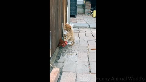 Best Funny Animal Videos 2022 😂 Funniest Dogs And Cats Videos 😺 | naughty animals zone
