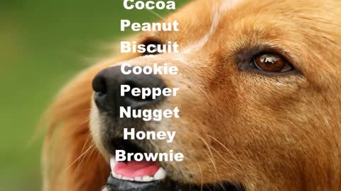 Top Most Popular Dog Names For 2021