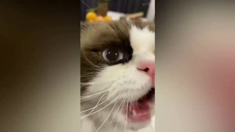 Compilation of Baby Cats Cute and Funny Cat Videos