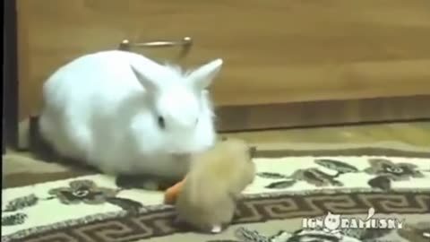 Very Funny Animal Clips - Most Interesting