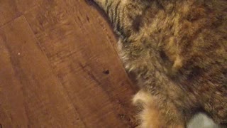 Chonky Kitty Loves Being Vacuumed