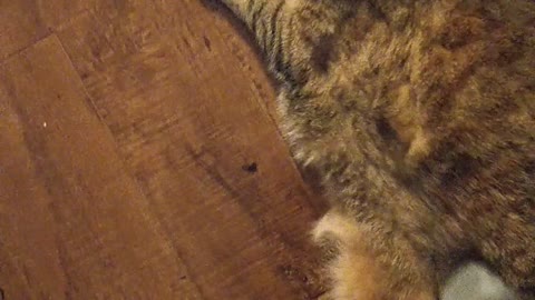 Chonky Kitty Loves Being Vacuumed