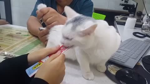 Cute white cat eating churro