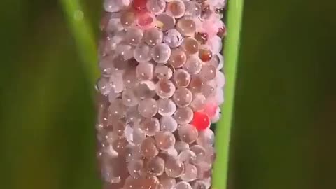 This is how the snails reproduce, so beautifull 😍