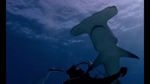 EPIC Hammerhead interaction in the bahamas