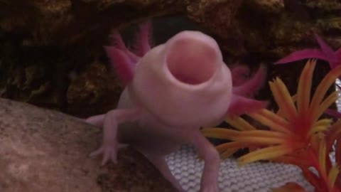 Cute axolotl yawns for the camera