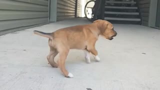 Small brown puppy dog wimpers whines runs away towards stairs smells bike