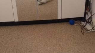 Dog sees mirror for the first time
