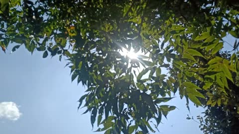 Nature's tree shines the Sunlight