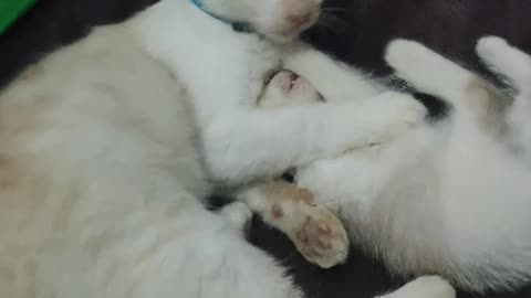 Adorrable Kitten Fight