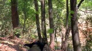 Extremely ambitious dog tries to uproot small tree