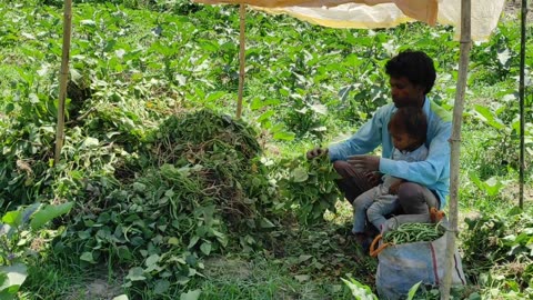 Daily Routine In Uttar Pradesh Village | Natural Life India | Farmer Life In India Rural