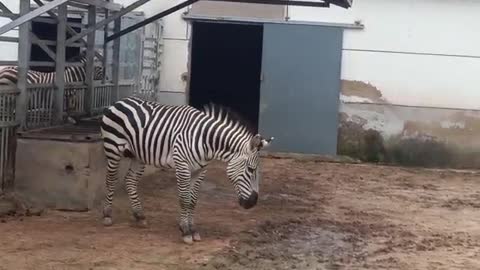 Zebras chat with humans again
