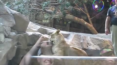 When Zoo Animals Attack Compilation