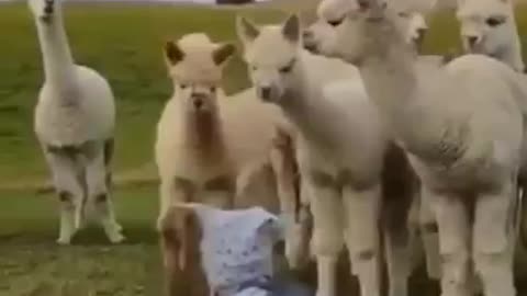 A beautiful baby with baby camels