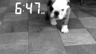 6:47 black and white bulldog runs to camera