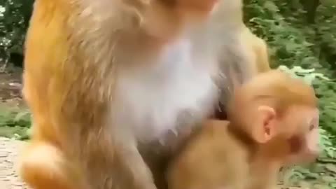 The little monkey loves its mother, so does the monkey mother..