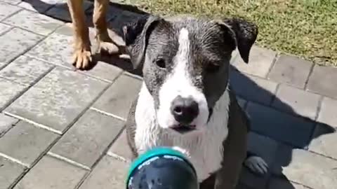 Dogs love water