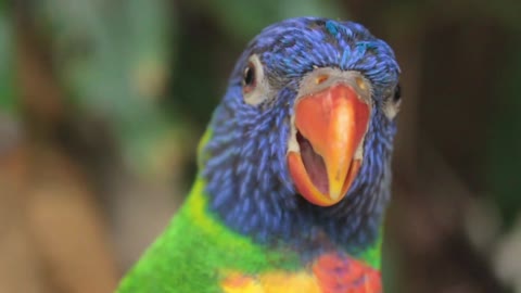 A colored parrot hissing