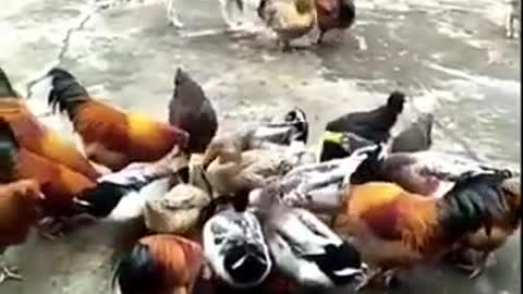 Dog fight with chicken