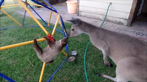 Baby birds becomes mommy bird