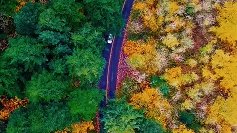 Green yellow forest