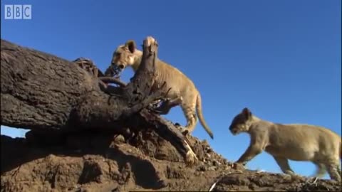 Lion Cubs vs Elephants & Alligators | Pride | BBC Earth