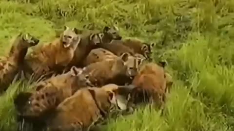 A fierce confrontation between a lioness and hyenas, witness that you should not miss